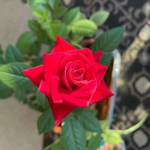 Meet your Posher, Monalee